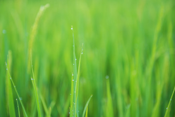Close-up rice terrace field and drew drop in the morning