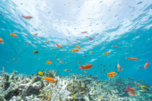 A dense school of orange anthias over Red Sea coral