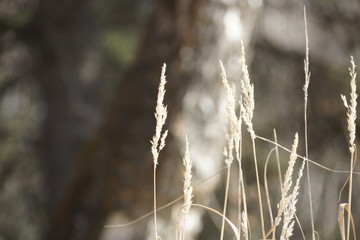 Fototapeta premium spikelets