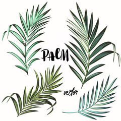 Collection of vector palm leaves  for design
