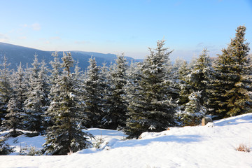 winter landscape with trees and snow