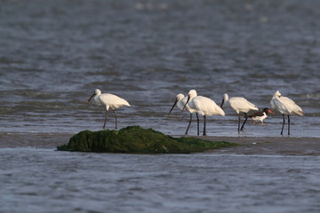 Eurasian or common spoonbill in nature Island Texel,Holland