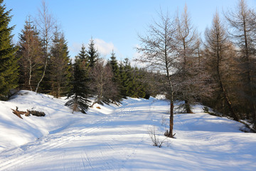 winter landscape with road and trees