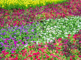 Hornbill in gardens.