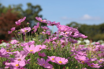 馬見L丘陵公園のコスモス畑