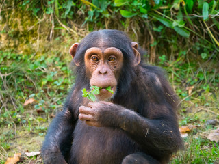 Chimpanzé