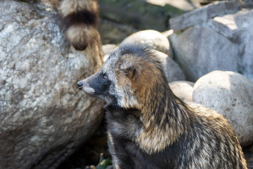raccoon on stone