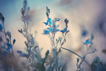 Blurry background by many blue flower in the field on morning.