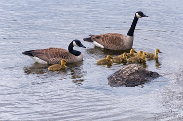 Gaggle of Geese Burr Pond Torrington Connecticut