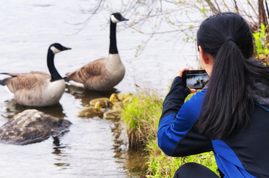a woman taking pictures of Canada Geese at Burr Pond State park