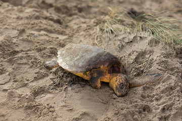 dead turtle