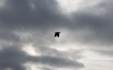 crow with mussel in it's beak