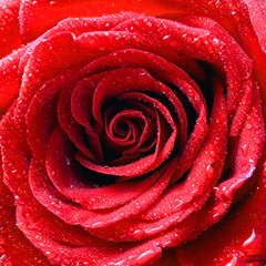Красивая цветущая красная роза в росе
