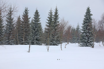 trees in snow