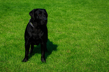 Dog breed Labrador