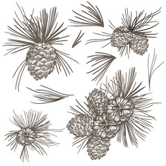 Set of vector realistic fur tree corns for Chirstmas design