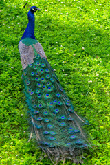 peacock in garden