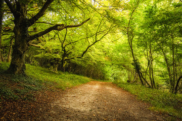Fototapeta premium pathway through dense green woodland on Goodwood estate in England