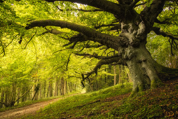 Old Beech tree in woodland on Goodwood estate in England