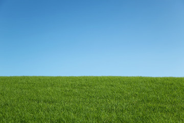 green field and blue sky