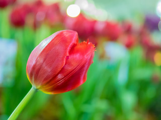 Fototapeta premium Beautiful Tulips, Darwin Hybrid Red Tulips in a flowerbed