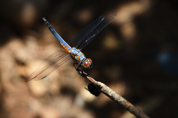 Blue dasher dragonfly with pattern of yellow and orange on the side of the body, Predator insects with transparent wings on a branch with natural black and brown  background
