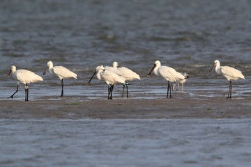 Eurasian or common spoonbill in nature Island Texel,Holland