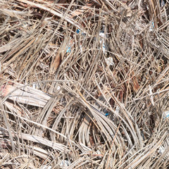 Texture d'écorce de Palmier