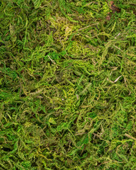 Fresh natural Green forest moss preserved like texture, background