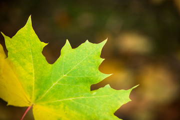 Maple leaf on blurred background, soft focus