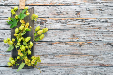 Hops. On the old wooden background. Free space for text. Top view.