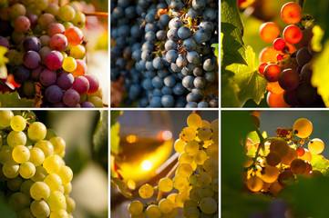 Grappe de raisin et lumière dans les vignes