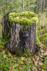 Old stump overgrown with moss