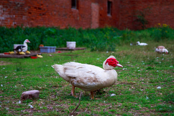 goose at countryside yard