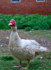 goose on green grass