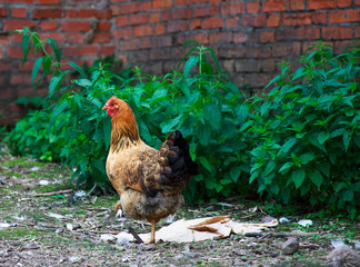 coll rooster