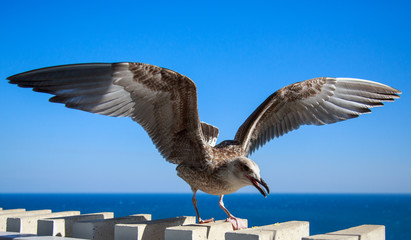 seagullsat the resort