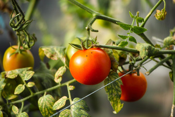 Tomatoes growing on bush.