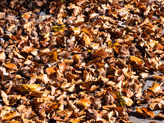 Falling leaves in autom cover the ground