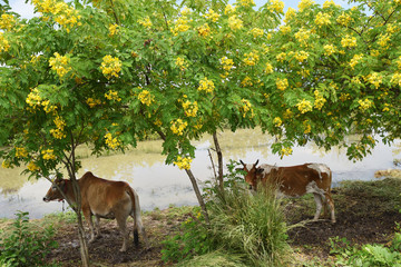 Bush green leaves filled with many bright yellow flowers of Caesalpinioideae trees , Two cows...