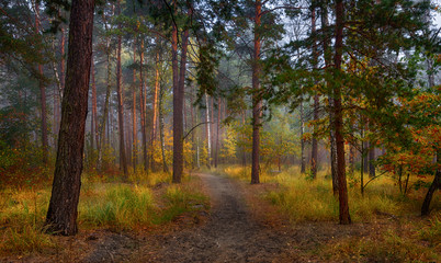 walk in the autumn forest. autumn colors. autumn fogs. colors of autumn. melancholy.