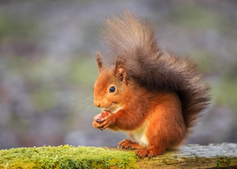 Smiling red squirrel in English forest