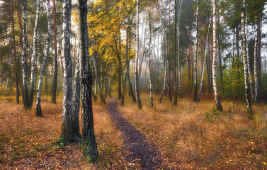 Obraz premium walk in the autumn forest. autumn colors. autumn fogs. colors of autumn. melancholy.