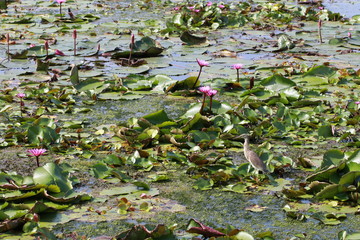 Brown bird on lotus leaves in lotus pond