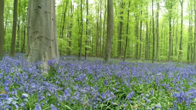 Walking through flower carpet among trees.Blooming bluebells in Halle Forest, Hallerbos, Belgium