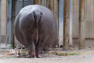 Flußpferd im Tierpark von hinten