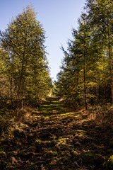 Fototapeta na wymiar bunter Herbstwald
