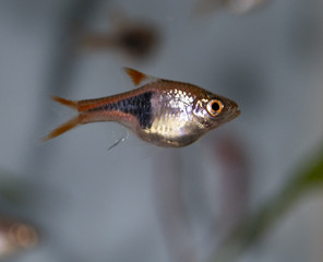 Fish rasbora heteromorph in freshwater aquarium