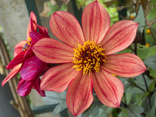 Dahlias merckii. Une espèce de dahlia à petites fleurs rustiques et élégantes, originaire des...