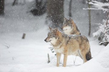Wolves in winer